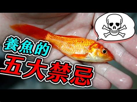 魚養幾隻|養魚新手入門：12個教學讓你養魚一次上手（新手必讀）